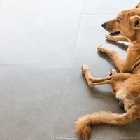 Алопеция у собак: причины возникновения и методы лечения Алопеция у собак лечение в домашних условиях